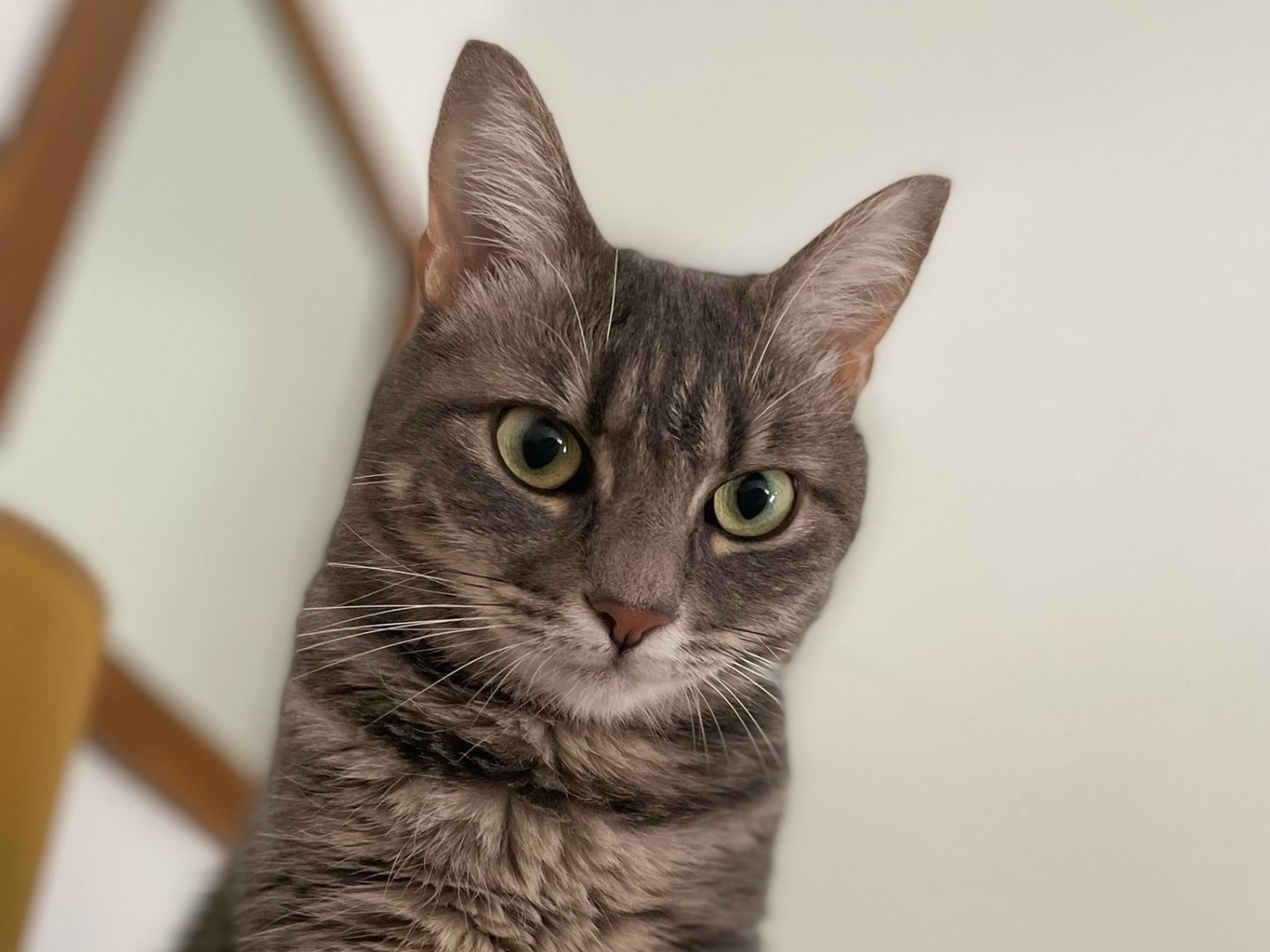 Adozione gatto, femmina, Razza sconosciuta Razza sconosciuta, 5 anni e 8 mesi, taglia non valida, Bologna