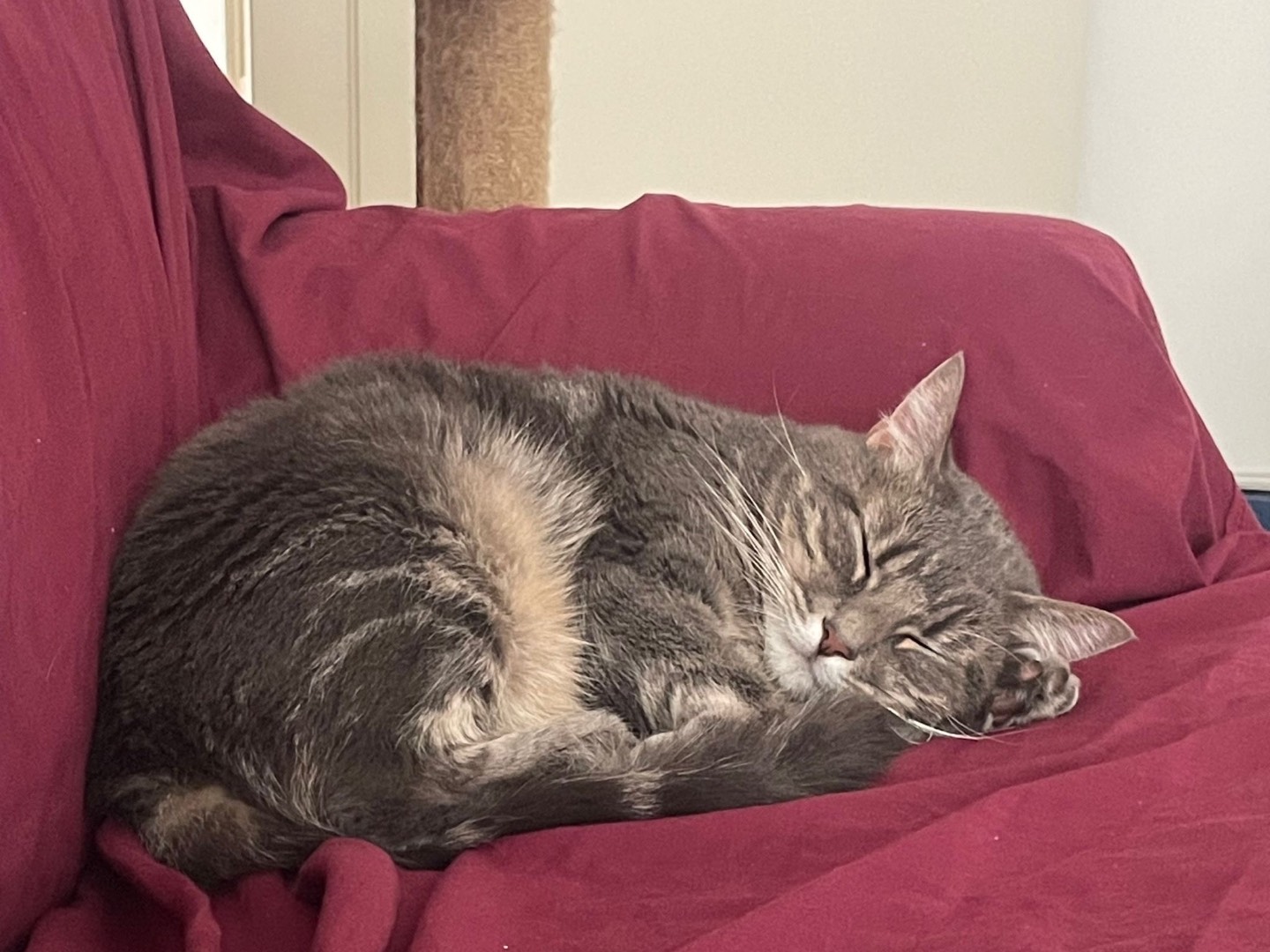 Adotta un gatto, femmina, 5 anni e 8 mesi, Bologna