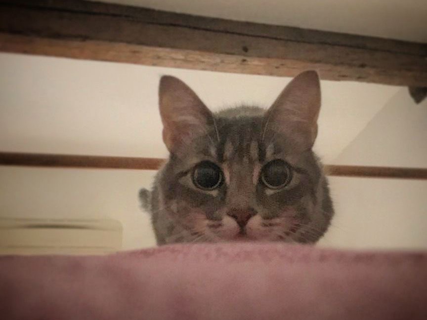 Adotta un gatto, taglia non valida, femmina, Bologna