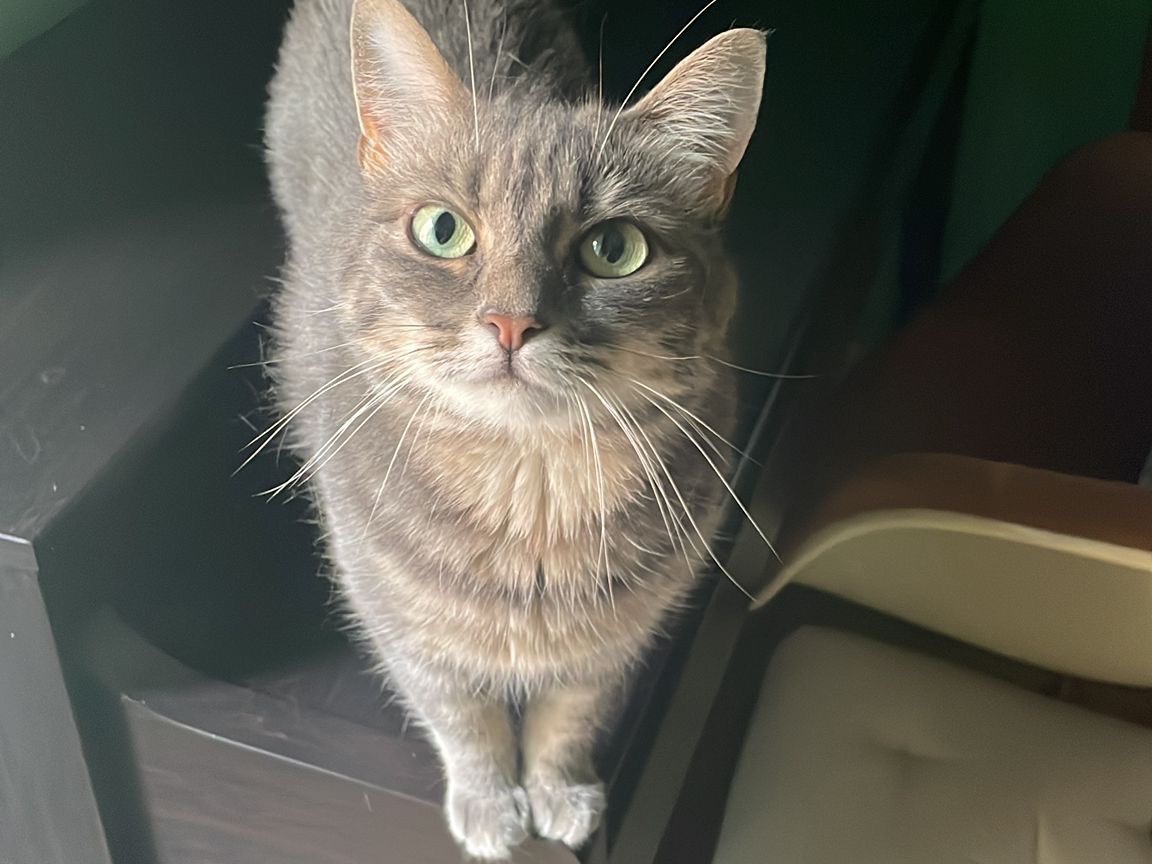 Vuoi adottare un gatto a Bologna?