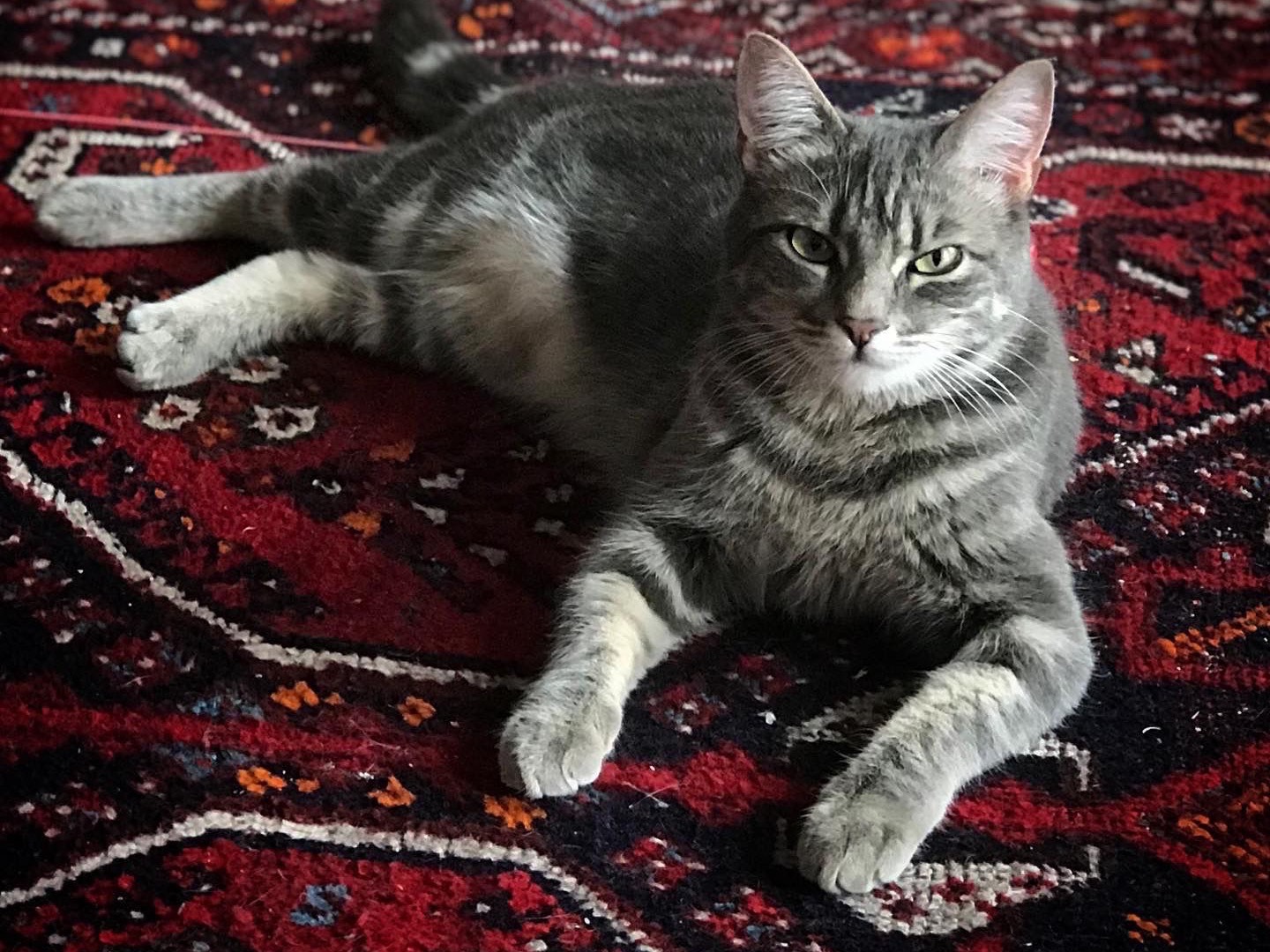 Adotta il gatto Minerva a Bologna