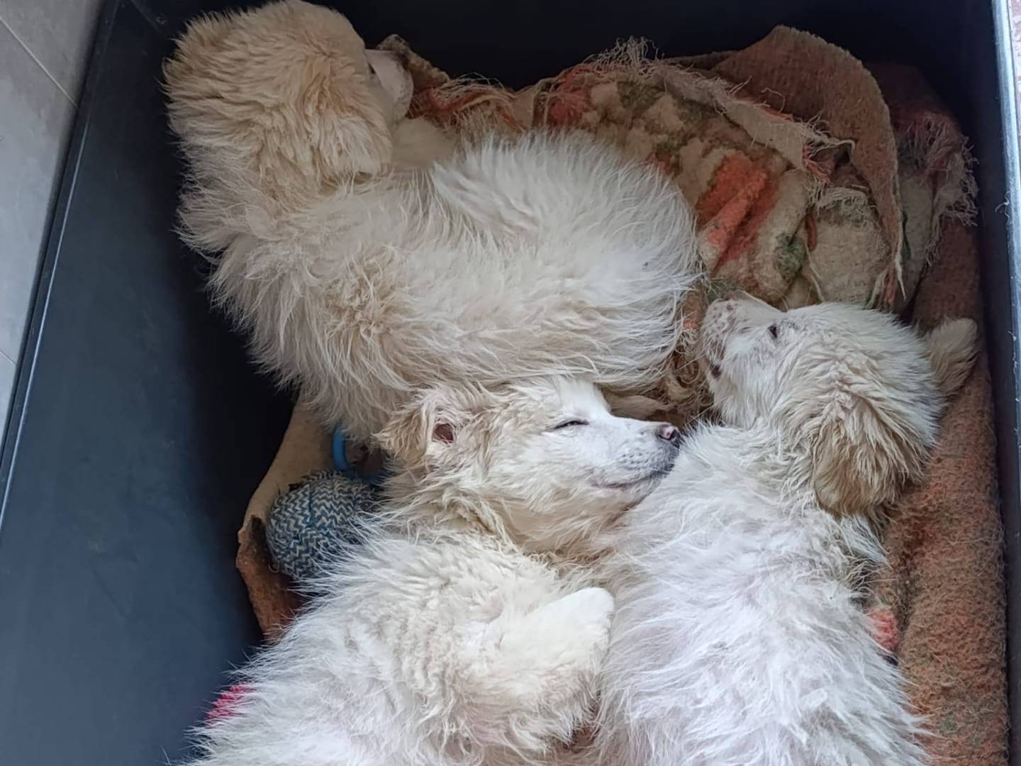 Adozione cane, femmina, Pastore maremmano Razza sconosciuta, 2 mesi, taglia grande, Bari