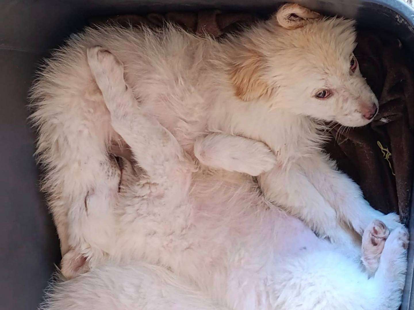 Adotta un cane, femmina, 2 mesi, Bari