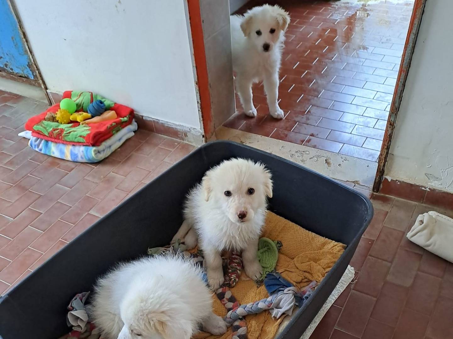 Adotta un cane, taglia grande, femmina, Bari