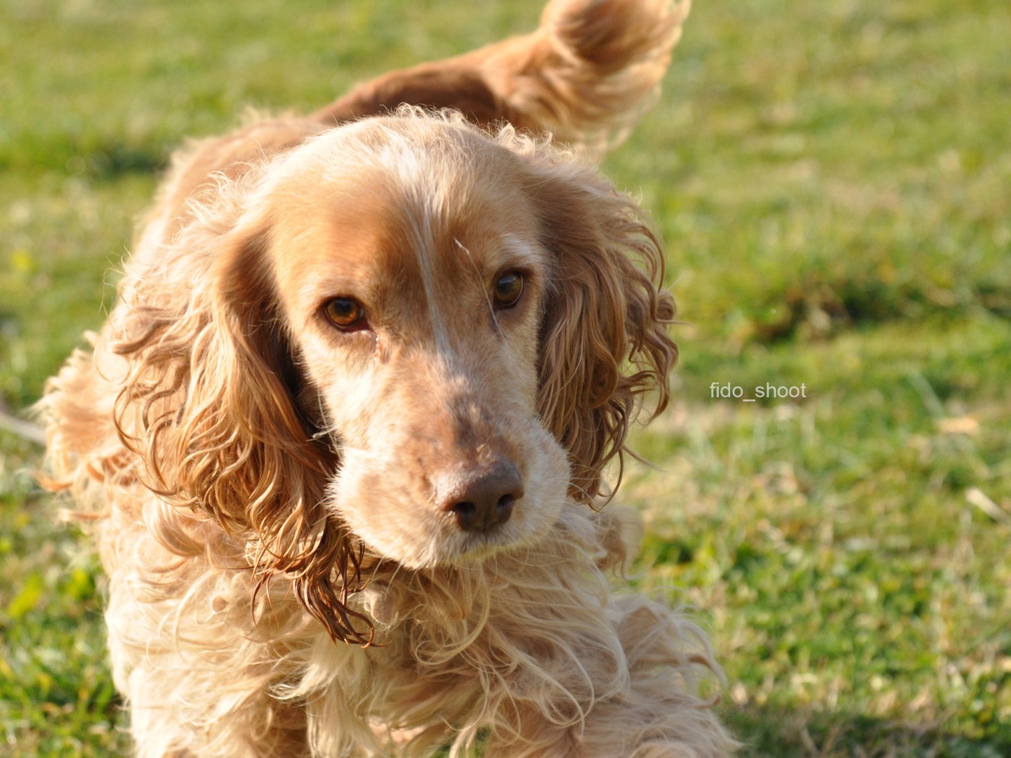 Adozione cane, femmina, Cocker Spaniel Razza sconosciuta, 4 anni e 10 mesi, taglia media contenuta, Pescara