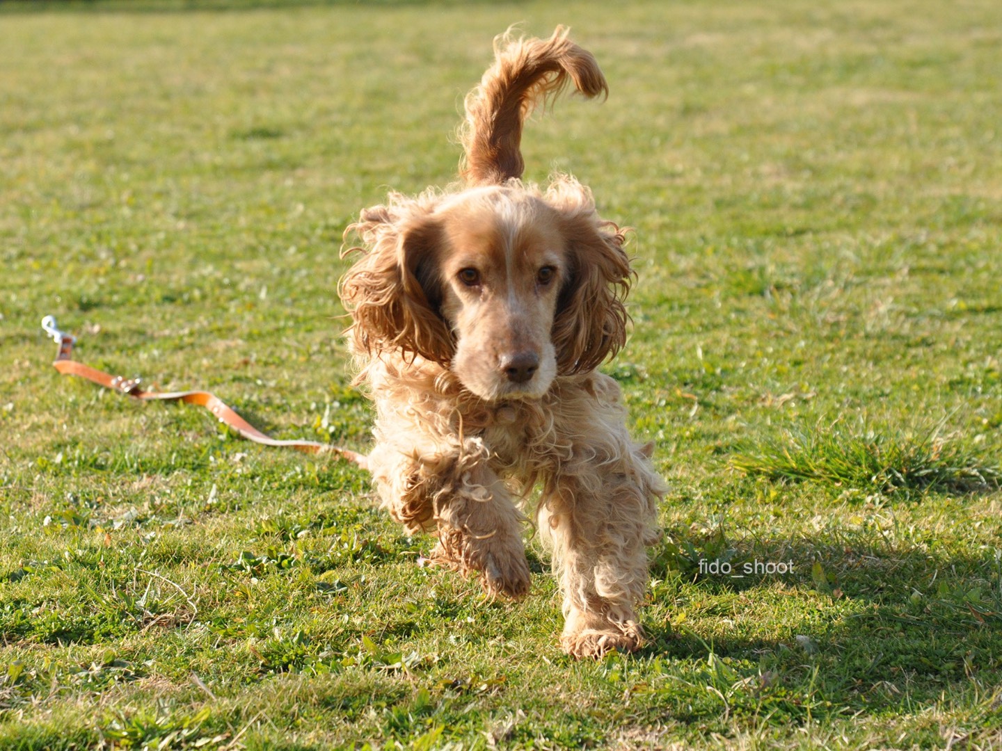 Adotta un cane, femmina, 4 anni e 10 mesi, Pescara