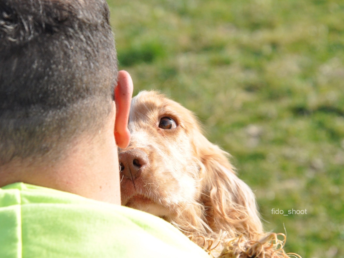 Vuoi adottare un cane a Pescara?