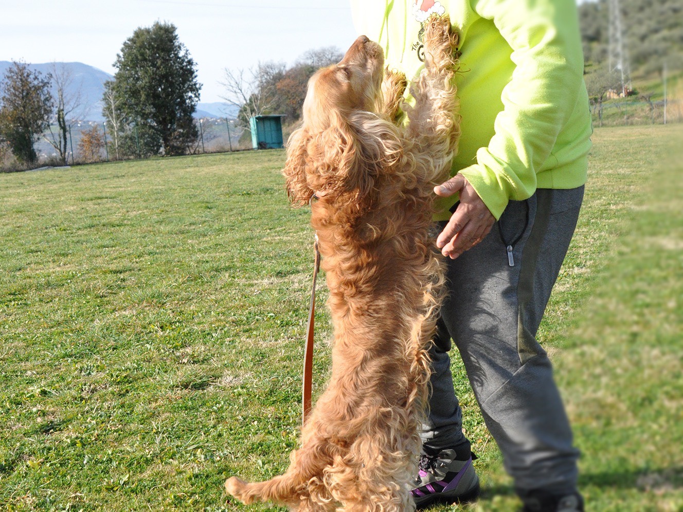 Adotta il cane Kira  a Pescara
