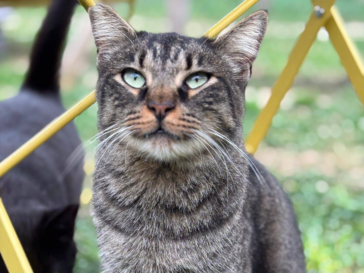 Adozione gatto, maschio, Razza sconosciuta Razza sconosciuta, 4 anni e 5 mesi, taglia non valida, Pisa