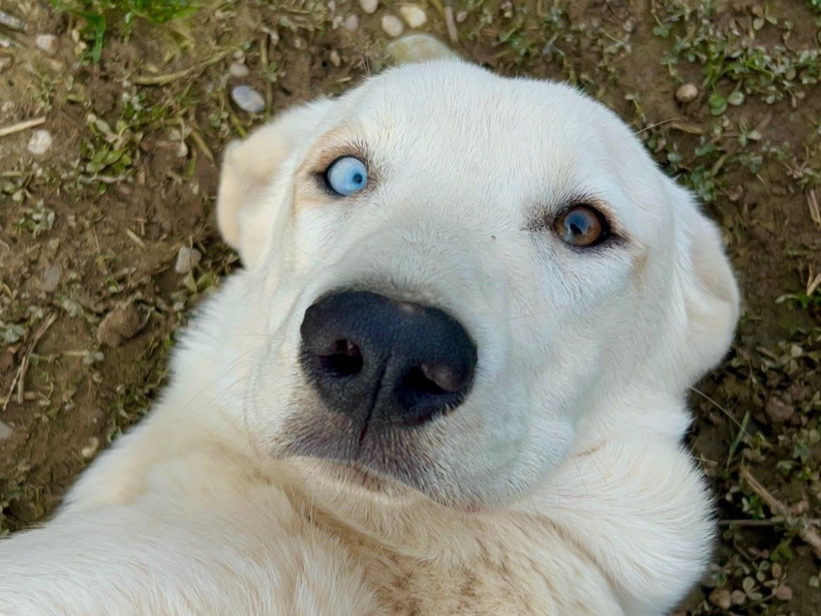 Adotta un cane, femmina, 7 mesi, Treviso