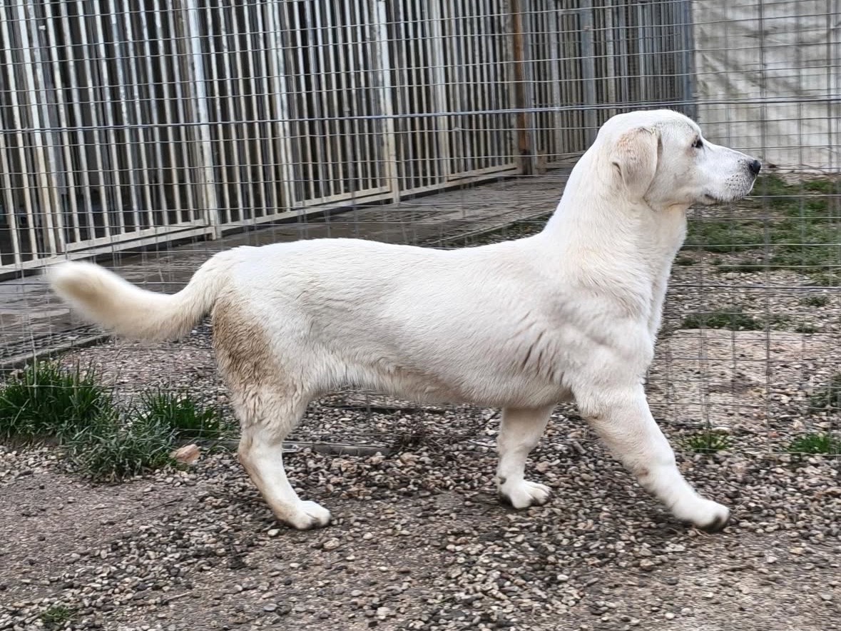Adotta un cane, taglia media, femmina, Treviso