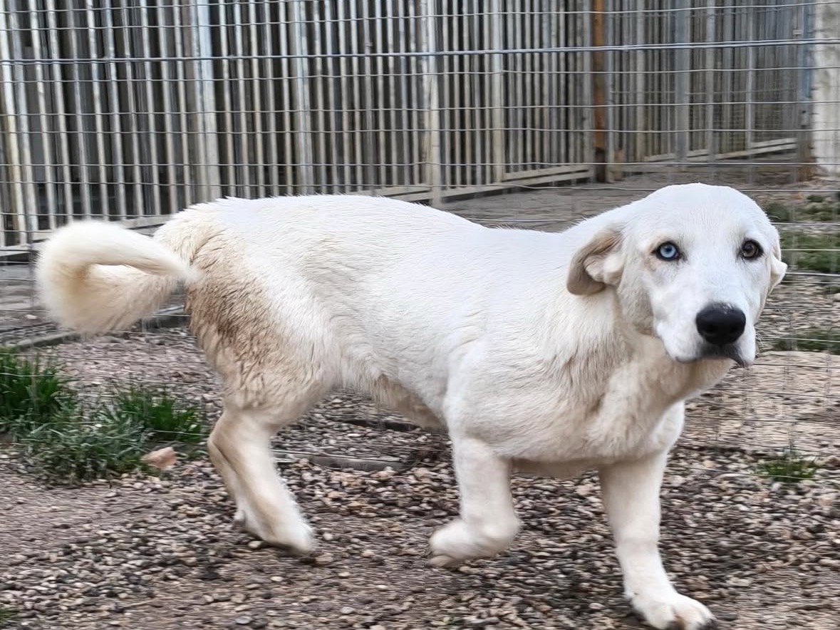 Vuoi adottare un cane a Treviso?