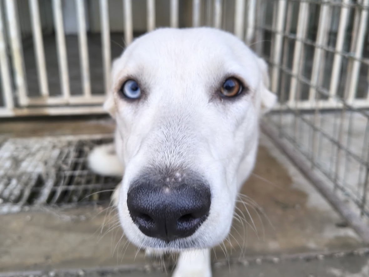 Adotta il cane Celeste  a Treviso