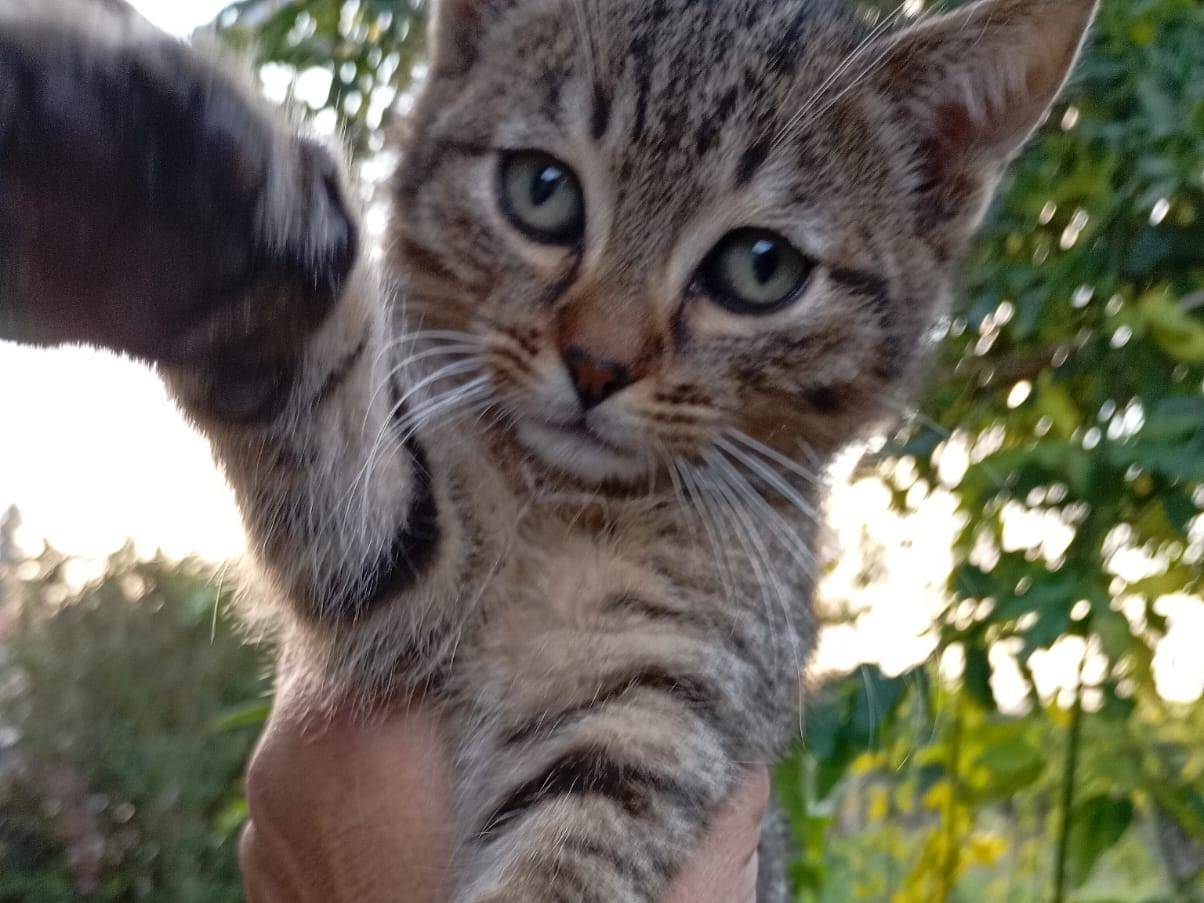 Adozione gatto, maschio, Razza sconosciuta Razza sconosciuta, 1 mesi, taglia non valida, Napoli