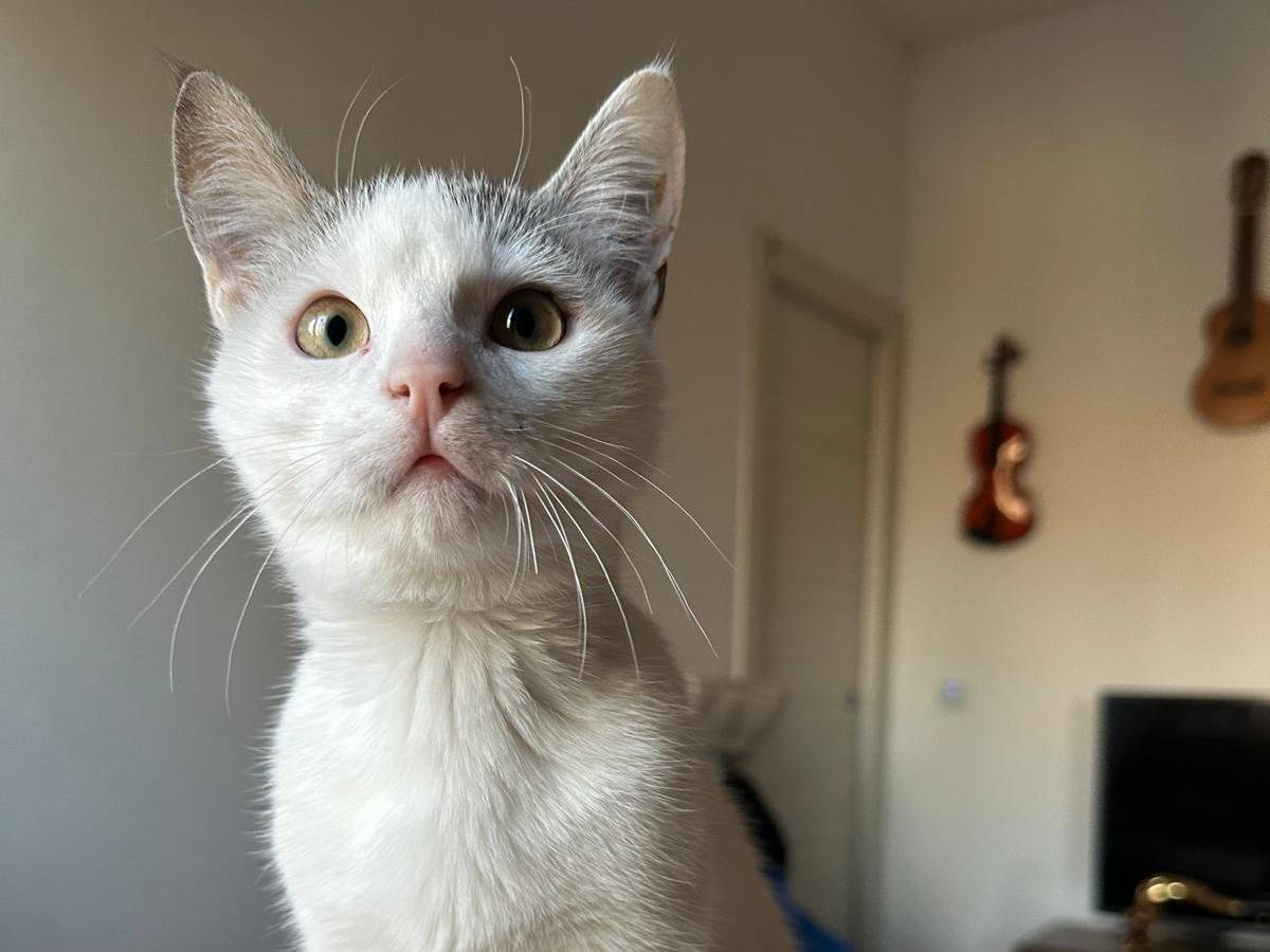 Adozione gatto, maschio, Razza sconosciuta Razza sconosciuta, 5 mesi, taglia non valida, Torino