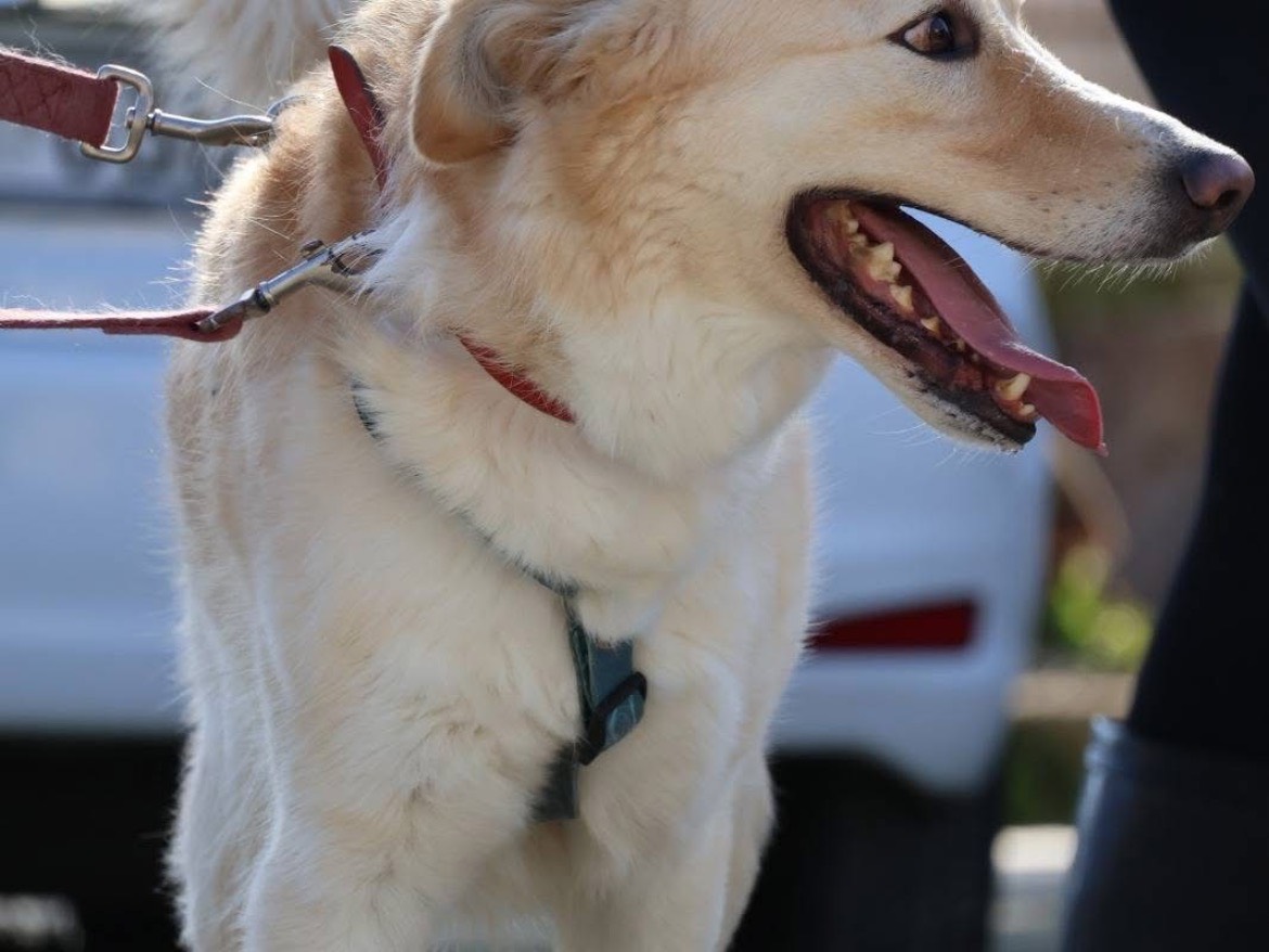 Vuoi adottare un cane a Caserta?