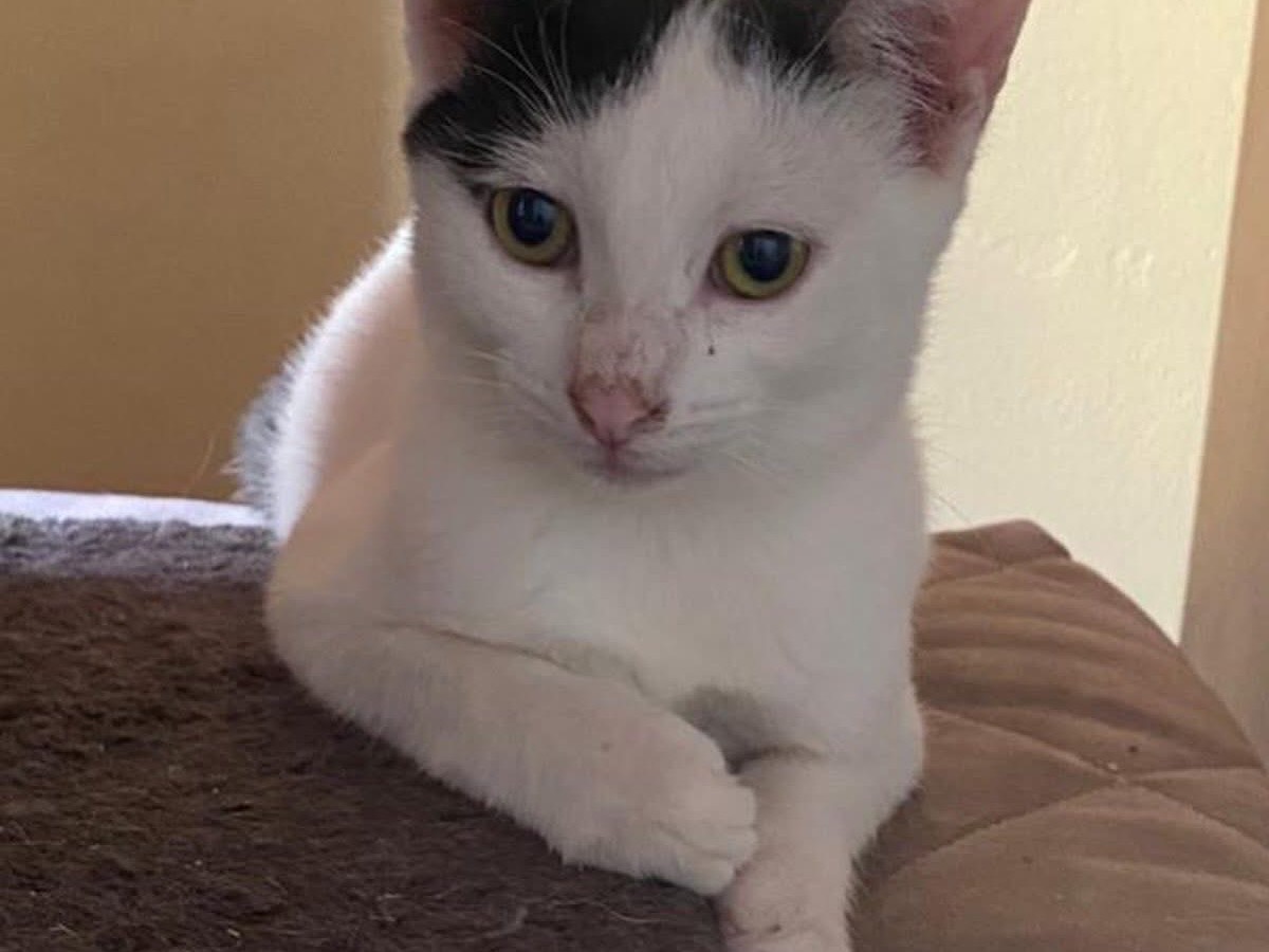 Adozione gatto, maschio, Razza sconosciuta Razza sconosciuta, 5 mesi, taglia non valida, Siracusa