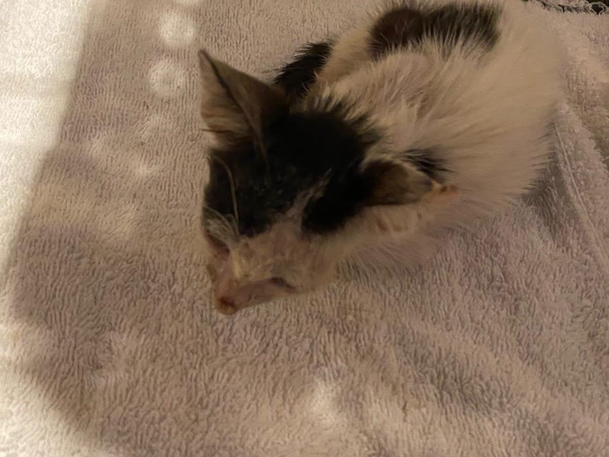 Adotta un gatto, maschio, 5 mesi, Siracusa