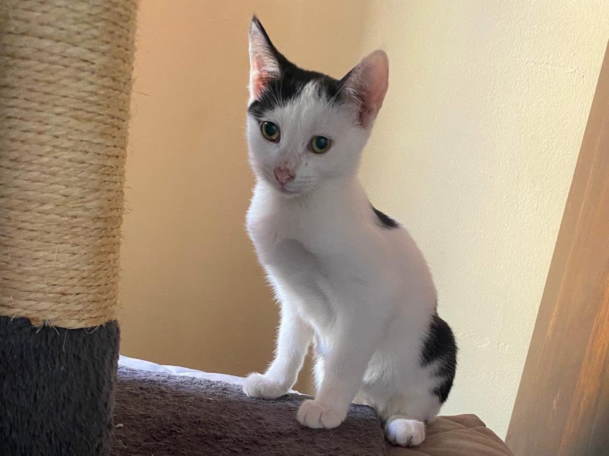 Adotta un gatto, taglia non valida, maschio, Siracusa