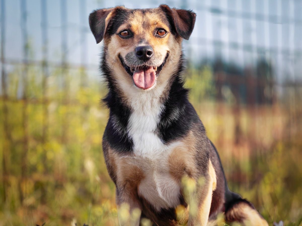 Adozione cane, femmina, Razza sconosciuta Razza sconosciuta, 4 anni e 6 mesi, taglia media contenuta, Roma