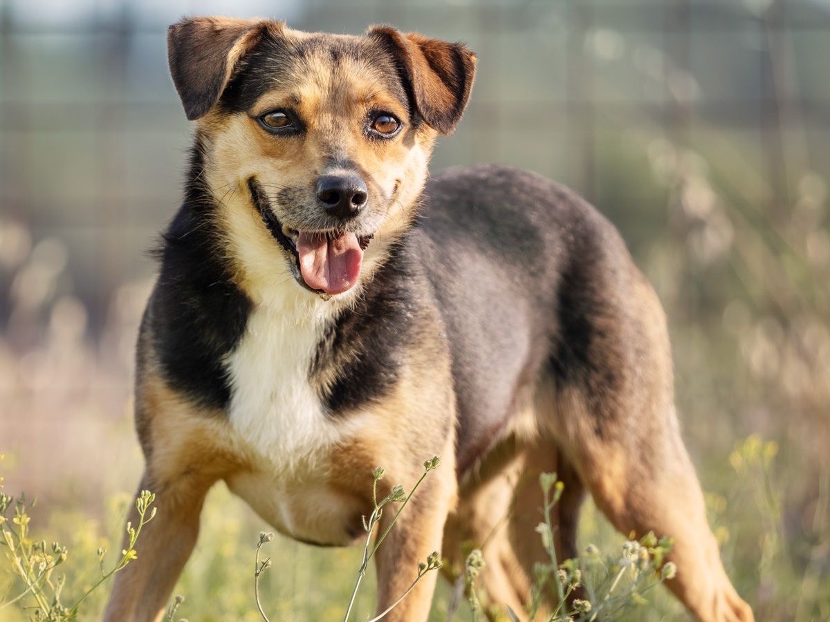 Adotta un cane, femmina, 4 anni e 6 mesi, Roma