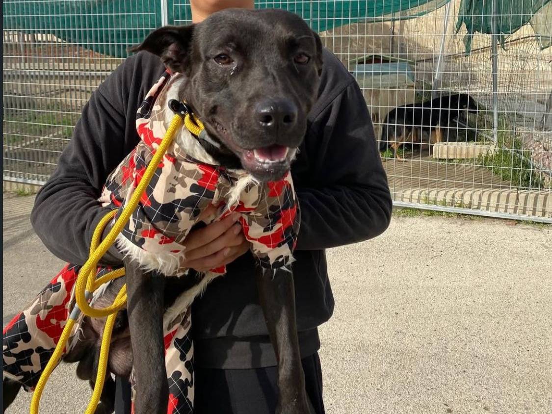 Adotta un cane, maschio, 1 anno e 3 mesi, Bari