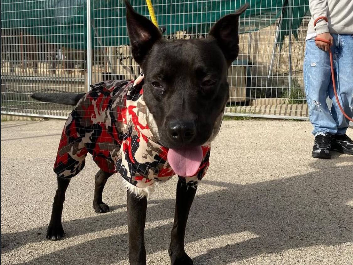 Adotta un cane, taglia media, maschio, Bari