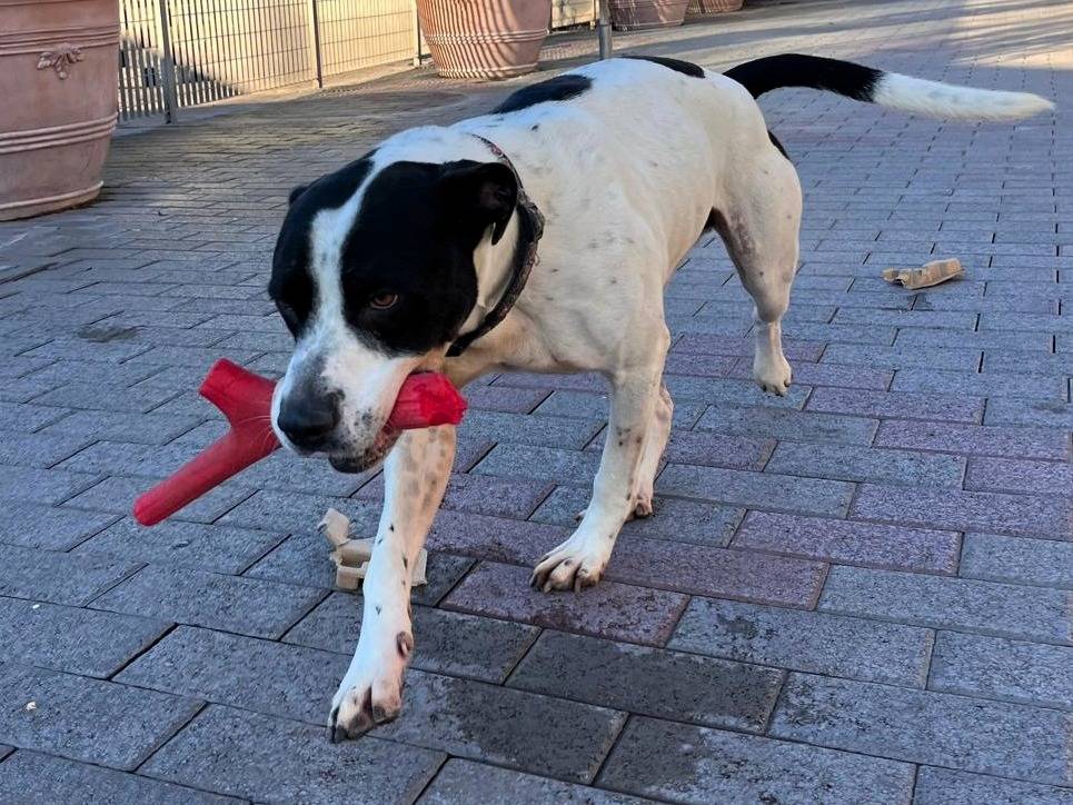 Adotta un cane, maschio, 5 anni, Milano