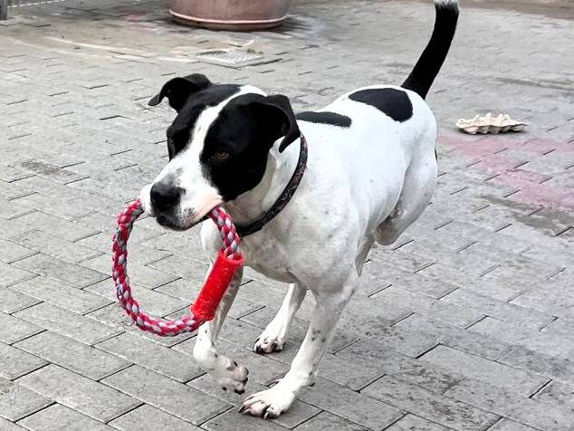 Adotta un cane, taglia media, maschio, Milano