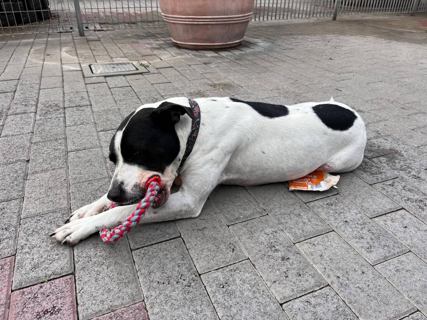 Vuoi adottare un cane a Milano?