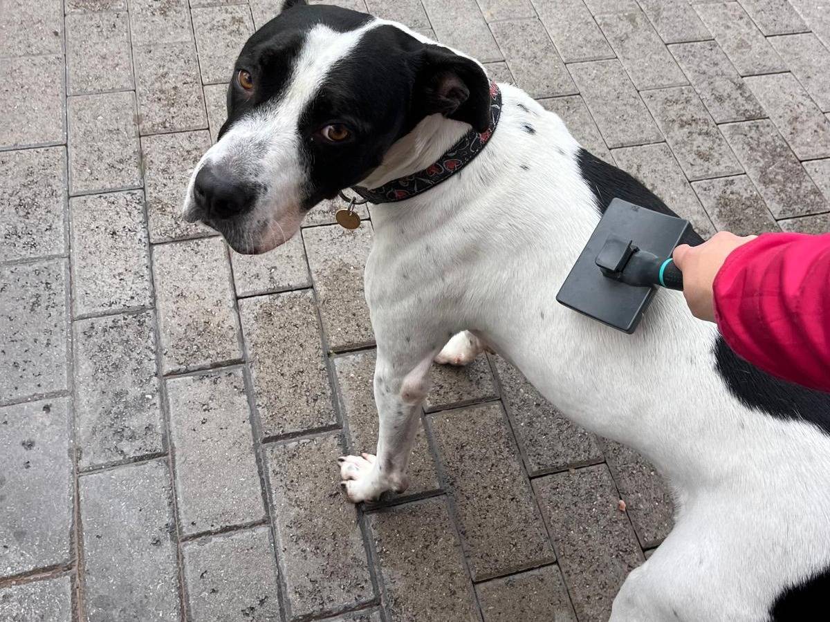 Adotta il cane Black a Milano