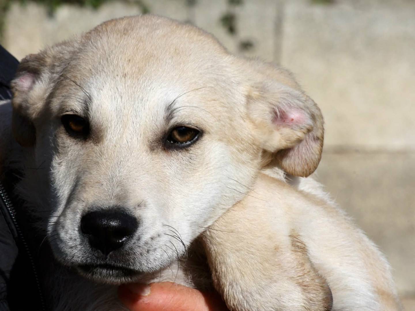 Adozione cane, maschio, Akita Razza sconosciuta, 3 mesi, taglia grande, Bari