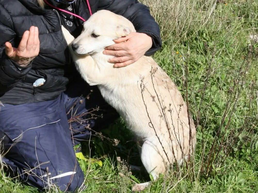 Vuoi adottare un cane a Bari?