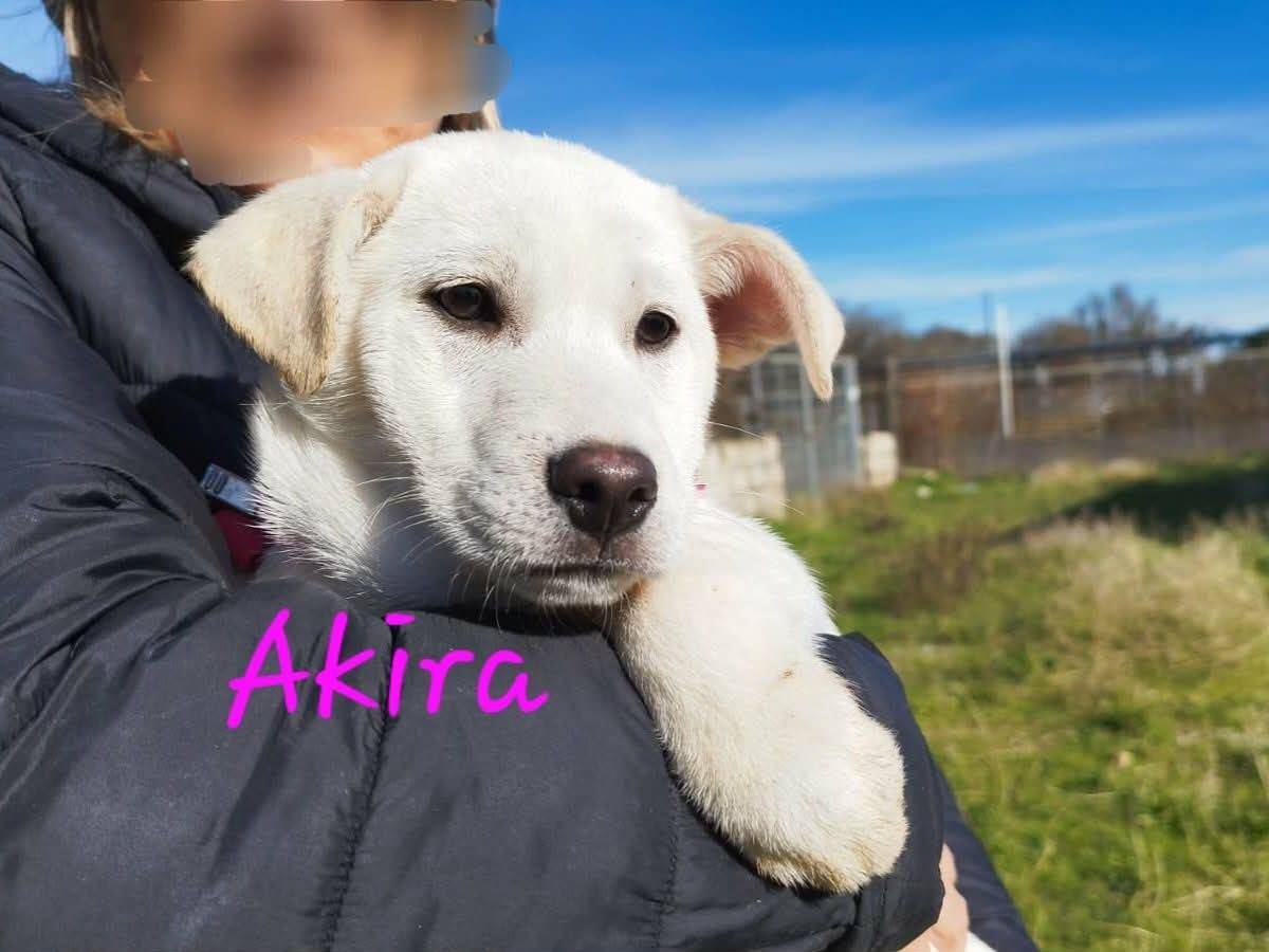 Adotta un cane, femmina, 3 mesi, Bari