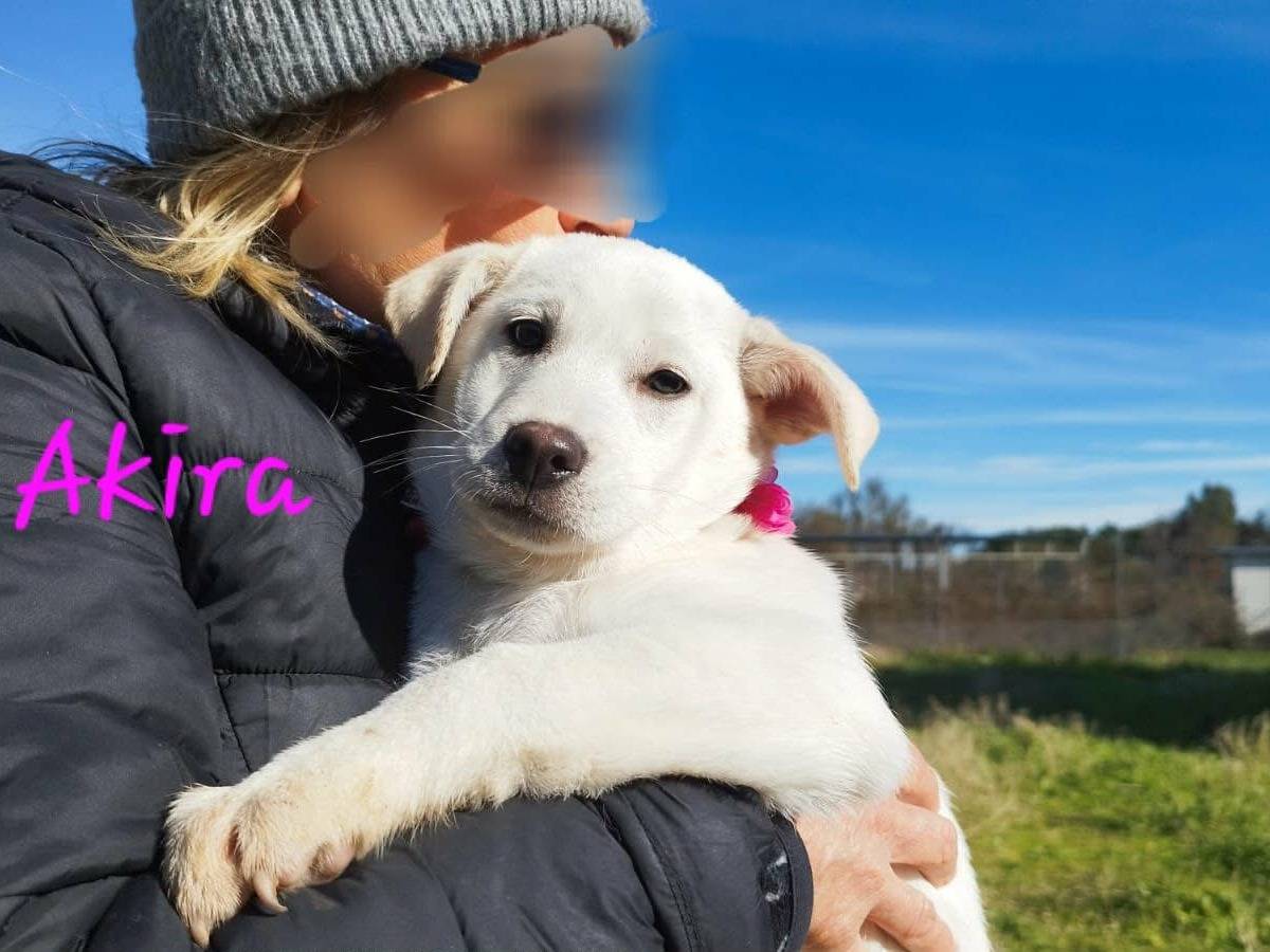 Adotta un cane, taglia grande, femmina, Bari