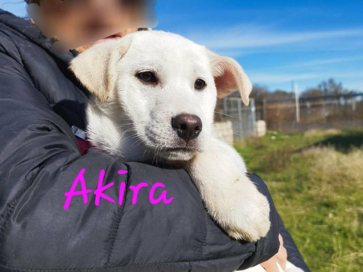 Vuoi adottare un cane a Bari?