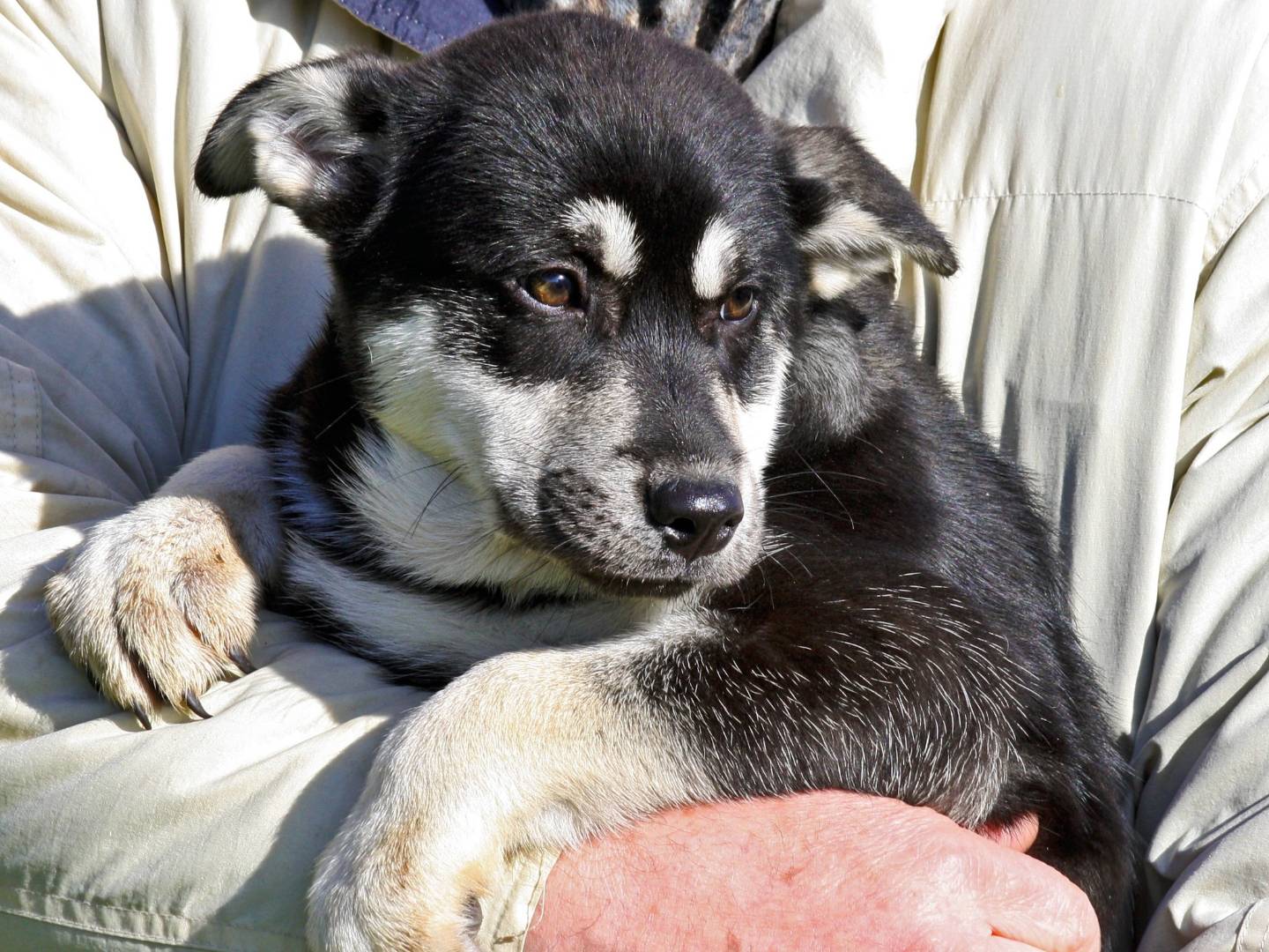 Adozione cane, femmina, Akita Razza sconosciuta, 3 mesi, taglia grande, Bari