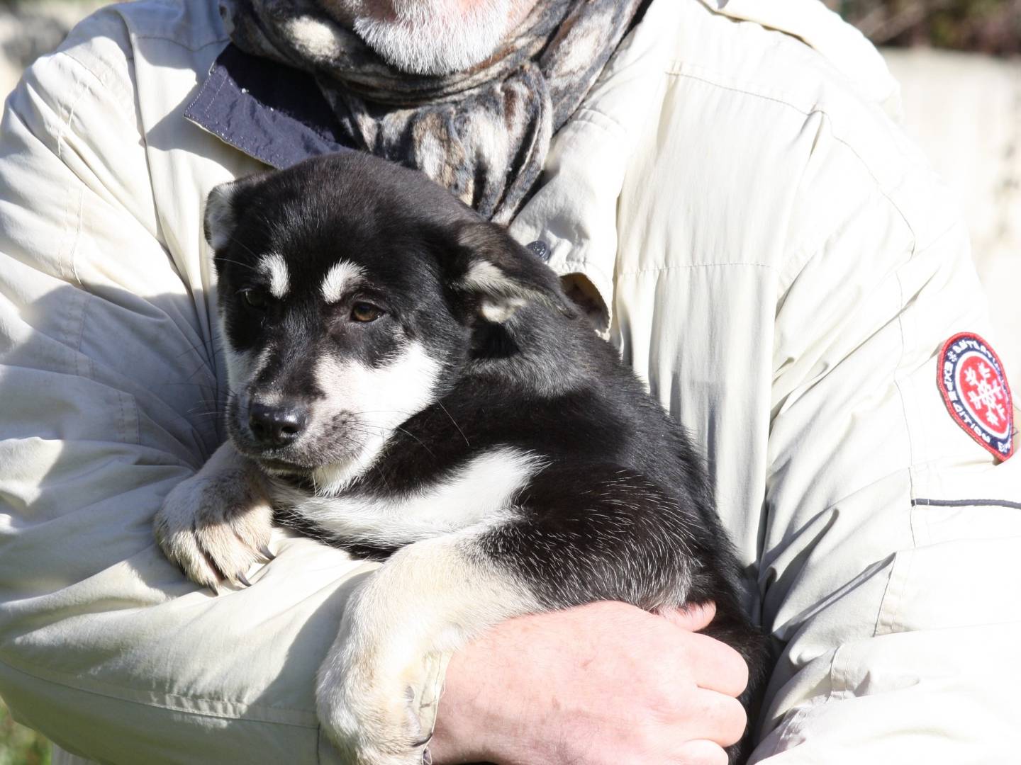 Adotta un cane, femmina, 3 mesi, Bari