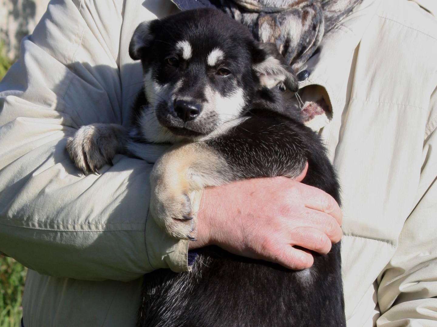 Adotta un cane, taglia grande, femmina, Bari