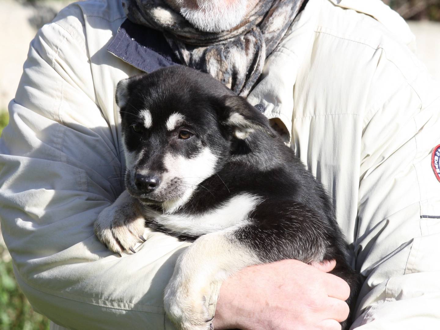 Vuoi adottare un cane a Bari?