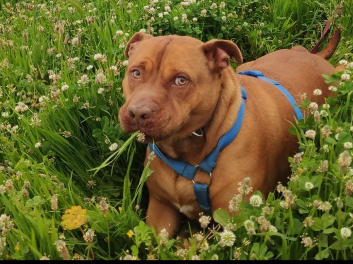 Adotta il cane LEO PIT a Caserta