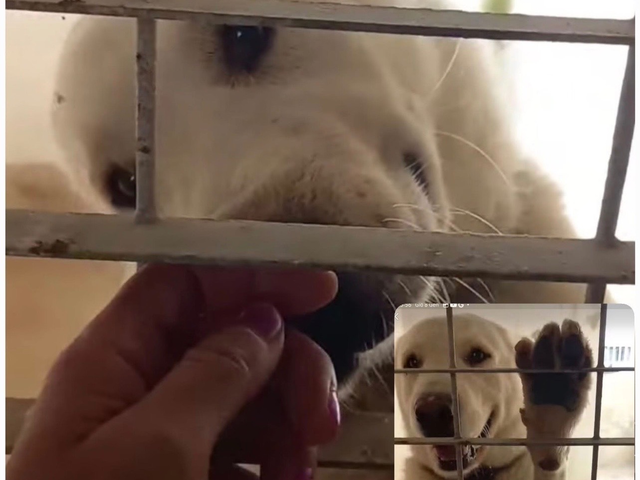 Adozione cane, maschio, Razza sconosciuta Razza sconosciuta, 1 anno e 11 mesi, taglia gigante, Brindisi