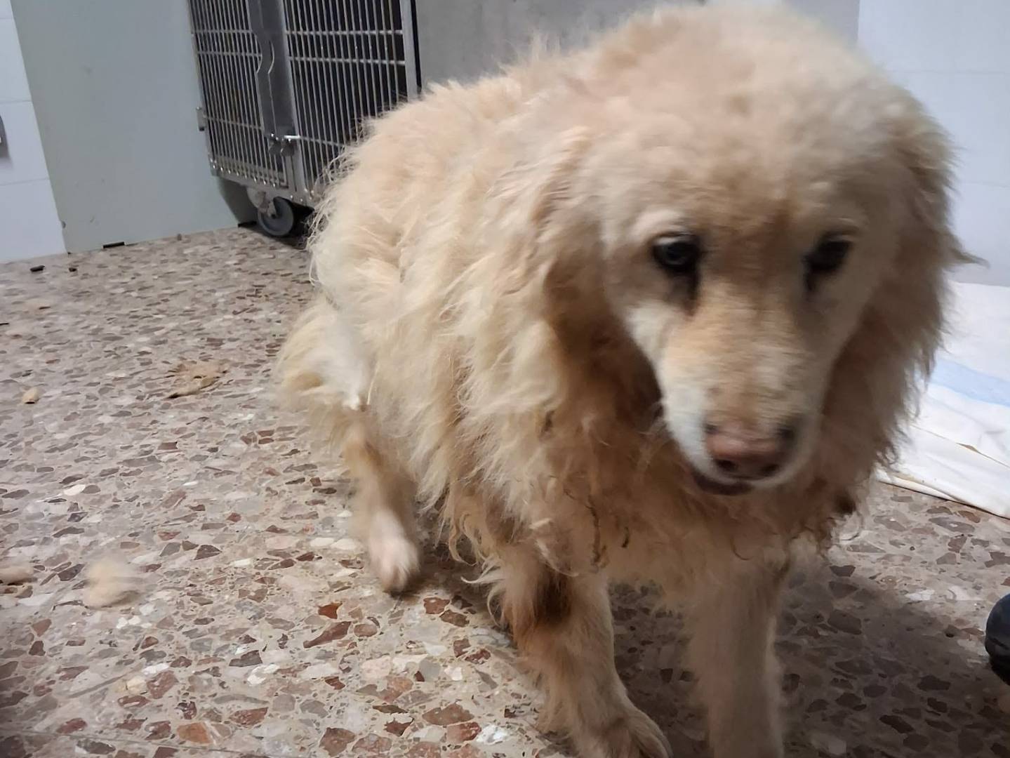 Adotta un cane, maschio, 12 anni e 7 mesi, Bari