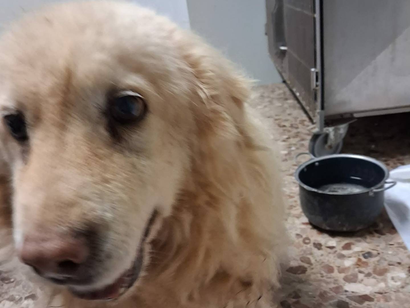 Adotta un cane, taglia media, maschio, Bari