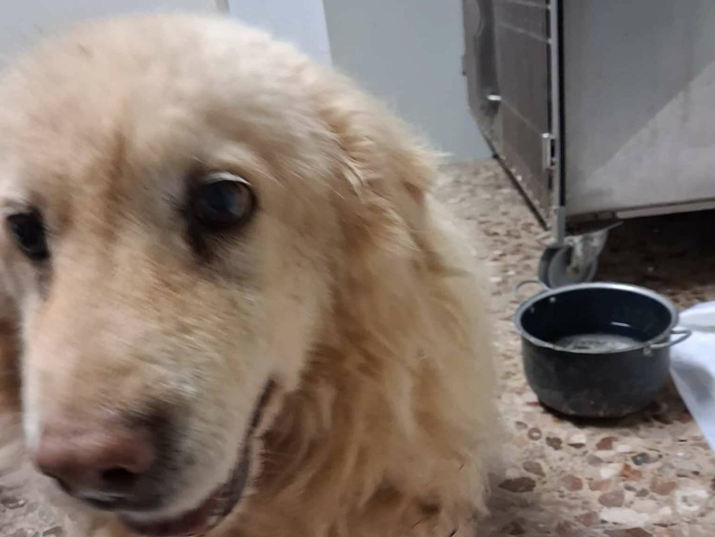 Vuoi adottare un cane a Bari?