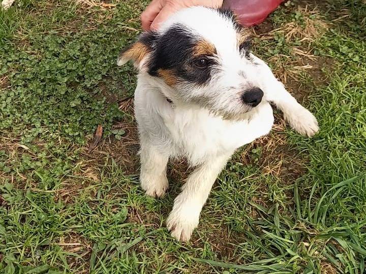 Vuoi adottare un cane a Cosenza?