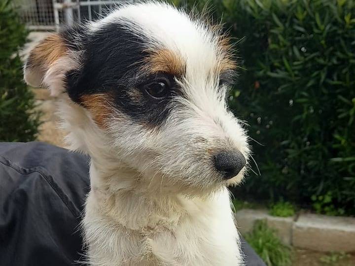 Adotta il cane Spike a Cosenza