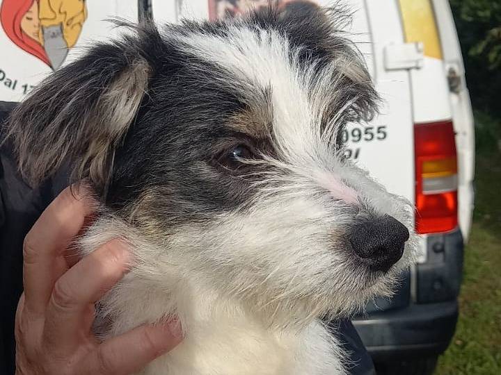 Adotta un cane, taglia piccola, maschio, Cosenza