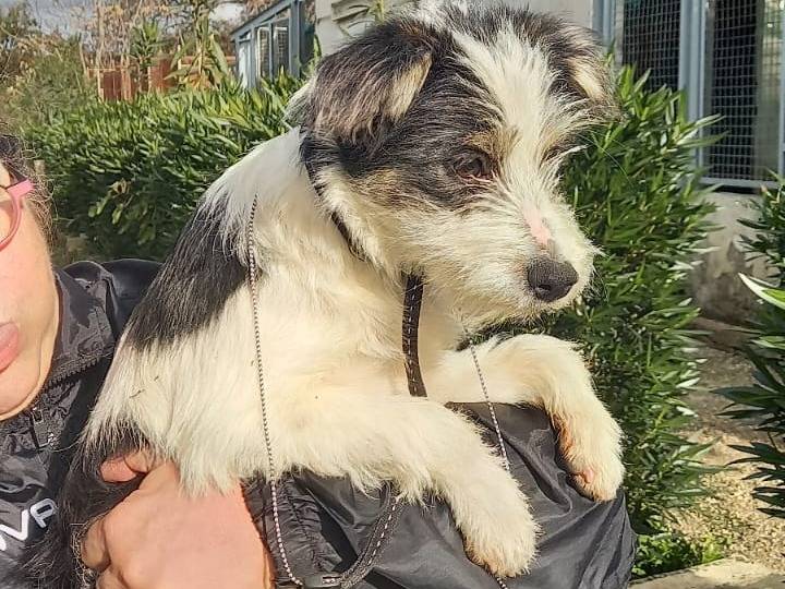 Vuoi adottare un cane a Cosenza?
