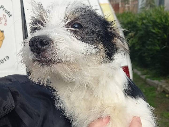 Adotta il cane Spank a Cosenza